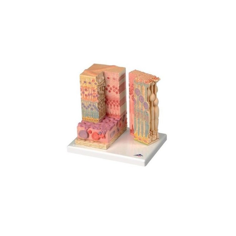 3B Scientific, modello anatomico dei tessuti dell'occhio 3B MICROanatomy™ F16
