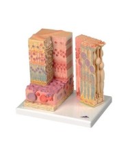 3B Scientific, modello anatomico dei tessuti dell'occhio 3B MICROanatomy™ F16