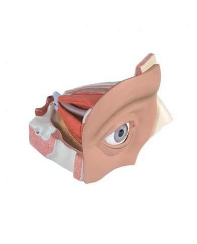 3B Scientific, modello anatomico di occhio ingrandito 5 volte, in 12 parti VJ500A