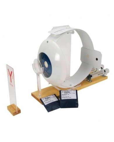 3B Scientific, modello anatomico funzionale di occhio W16002