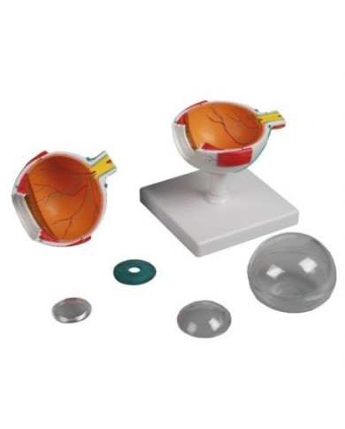 Erler Zimmer,  modello anatomico di occhio, ingrandito 4 volte, in 6 parti F210