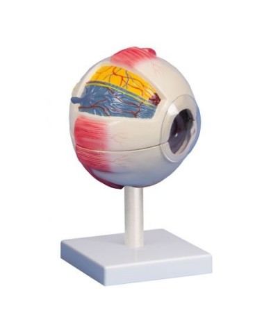 Erler Zimmer,  modello anatomico di 'occhio ingrandito di 6 volte, scomponibile in 6 parti F220
