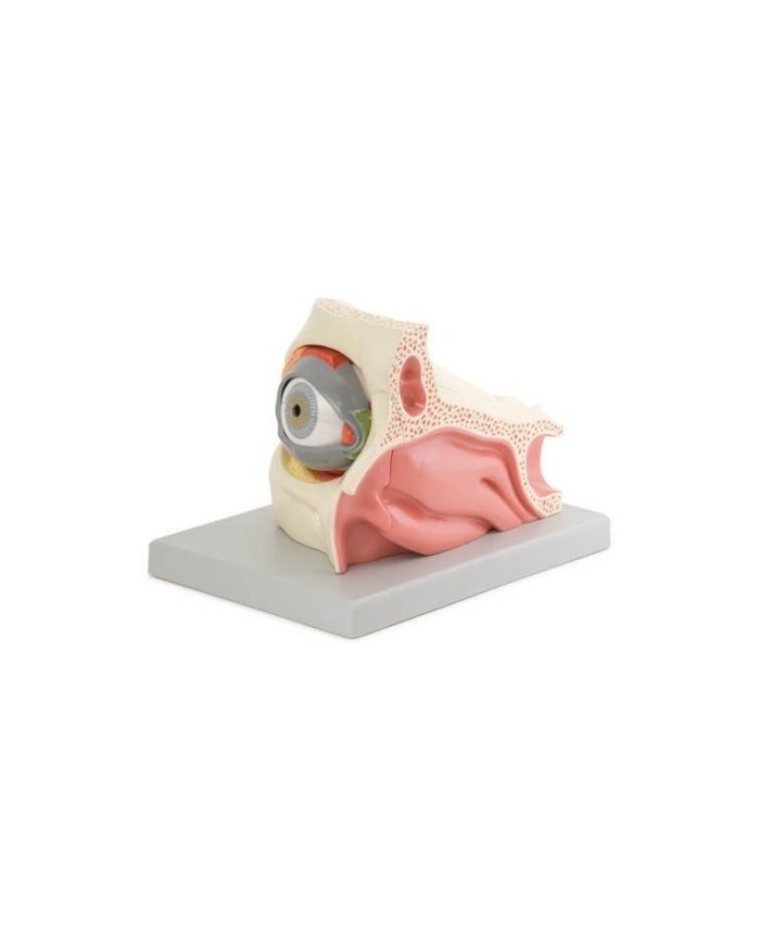 Erler Zimmer,  modello anatomico di occhio nella cavità oculare, ingrandito di 2,5 volte, scomponibile in 13 parti F160