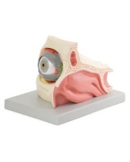 Erler Zimmer,  modello anatomico di occhio nella cavità oculare, ingrandito di 2,5 volte, scomponibile in 13 parti F160
