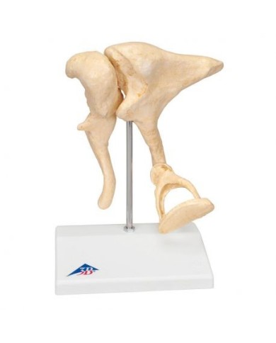 3B Scientific, modello anatomico di ossicini dell'orecchio, ingrandito 20 volte BONElike™ A100 3B Scientific, modello anatomico di ossicini dell'orecchio, ingrandito 20 volte BONElike™ A100