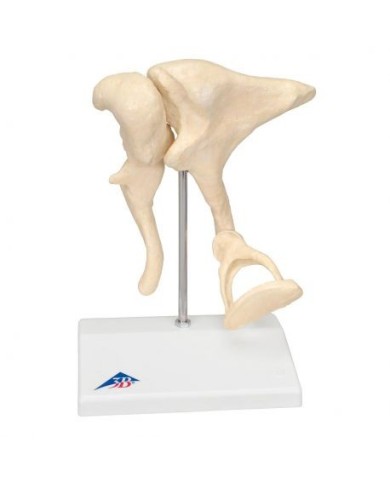 3B Scientific, modello anatomico di ossicini dell'orecchio, ingrandito 20 volte A101 3B Scientific, modello anatomico di ossicini dell'orecchio, ingrandito 20 volte A101