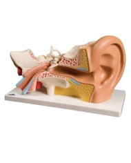 3B Scientific, modello anatomico di orecchio, ingrandito 3 volte, in 4 parti E10
