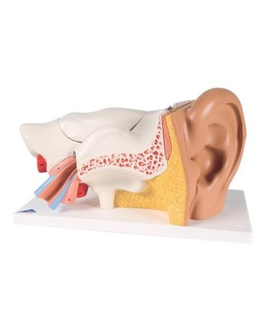 3B Scientific, modello anatomico di orecchio, ingrandito 3 volte, in 6 parti E11 3B Scientific, modello anatomico di orecchio, ingrandito 3 volte, in 6 parti E11
