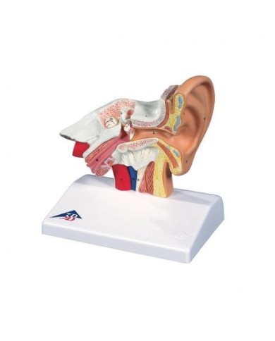 3B Scientific, modello anatomico di orecchio da scrivania, ingrandito 1,5 volte, E12 3B Scientific, modello anatomico di orecchio da scrivania, ingrandito 1,5 volte, E12