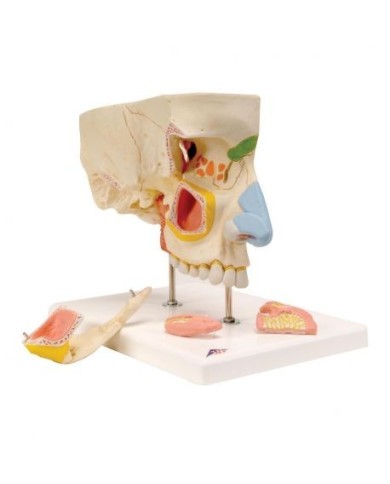 3B Scientific, modello anatomico di naso con seni paranasali, in 5 pezzi , E20
