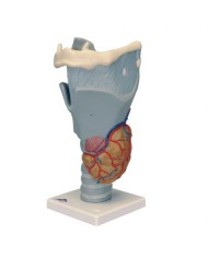 3B Scientific, modello anatomico funzionale di laringe, ingrandito 2,5 volte G20