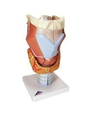 3B Scientific, modello anatomico di laringe, ingrandito 2 volte, in 7 parti G21