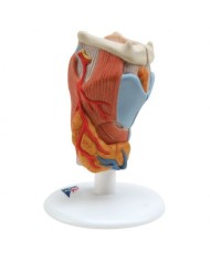 3B Scientific, modello anatomico di laringe, in 2 parti G22