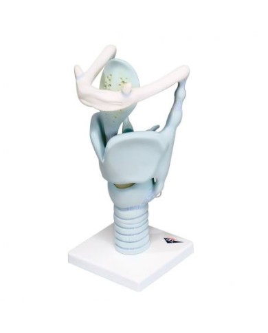 3B Scientific, modello funzionale di laringe, ingrandito 3 volte VC219