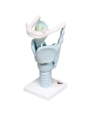 3B Scientific, modello funzionale di laringe, ingrandito 3 volte VC219