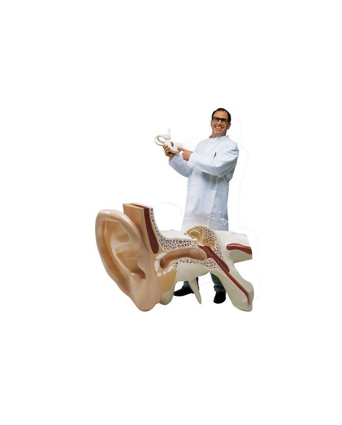 3B Scientific, modello anatomico: l'orecchio più grande del mondo, ingrandito 15 volte, in 3 parti