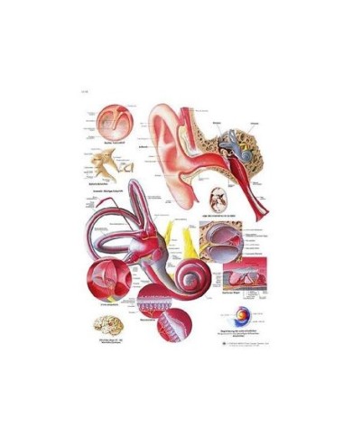 3B Scientific, tavola anatomica, Poster L'orecchio umano (cod. VR4243UU) 3B Scientific, tavola anatomica, Poster L'orecchio umano (cod. VR4243UU)