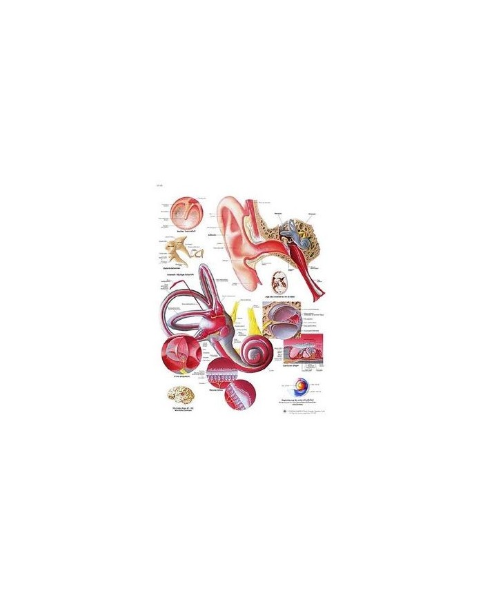 3B Scientific, tavola anatomica, Poster L'orecchio umano (cod. VR4243UU)