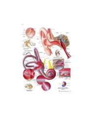 3B Scientific, tavola anatomica, Poster L'orecchio umano (cod. VR4243UU)