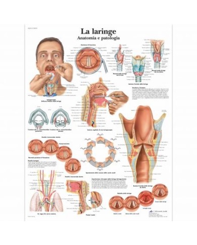3B Scientific, tavola anatomica, Poster La laringe (cod. VR4248UU) 3B Scientific, tavola anatomica, Poster La laringe (cod. VR4248UU)
