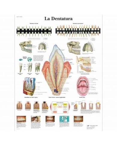 3B Scientific, tavola anatomica, Poster La dentatura (cod. VR4263UU) 3B Scientific, tavola anatomica, Poster La dentatura (cod. VR4263UU)
