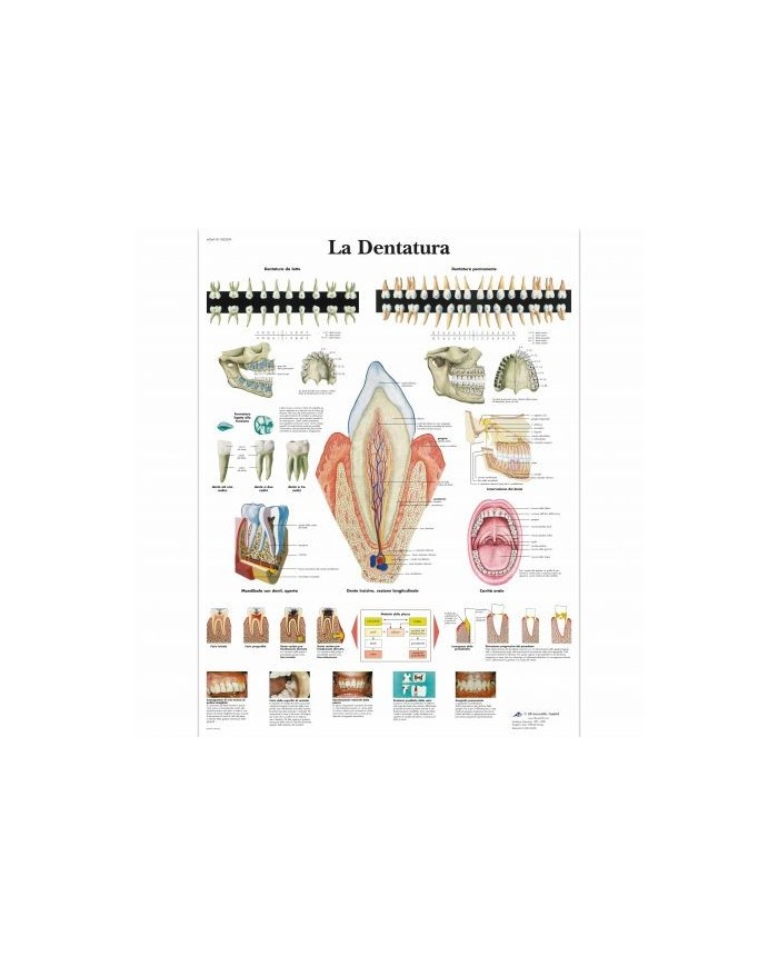 3B Scientific, tavola anatomica, Poster La dentatura (cod. VR4263UU)