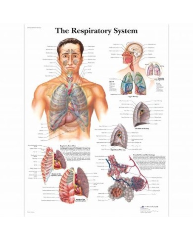 3B Scientific, tavola anatomica, Poster L'apparato respiratorio (cod. VR4322UU) 3B Scientific, tavola anatomica, Poster L'apparato respiratorio (cod. VR4322UU)