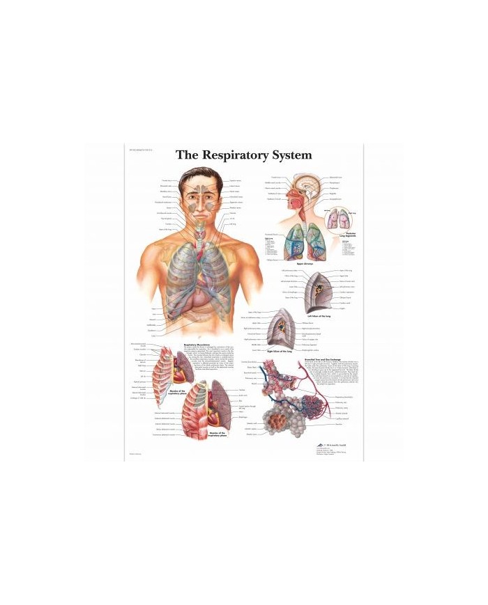 3B Scientific, tavola anatomica, Poster L'apparato respiratorio (cod. VR4322UU)