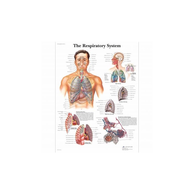 3B Scientific, tavola anatomica, Poster L'apparato respiratorio (cod. VR4322L)