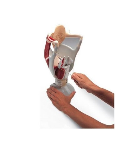 3B Scientific, modello anatomico funzionale di laringe: W42503 3B Scientific, modello anatomico funzionale di laringe: W42503