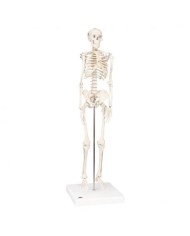 Scheletro 3B Scientific Shorty A18,  su base a grandezza dimezzata