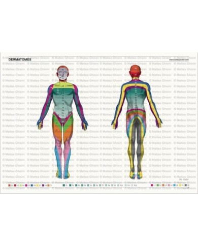 Osteoposter - Dermatomi corpo intero