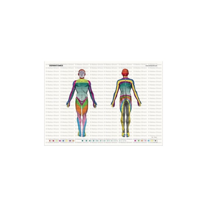 Osteoposter - Dermatomi corpo intero