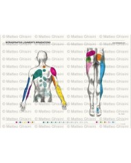 Osteoposter - Irradiazione Legamenti Interspinosi Dorsale