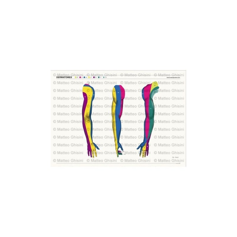Osteoposter - Dermatomi Braccia