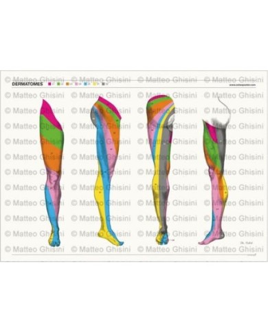 Osteoposter - Dermatomi Gambe