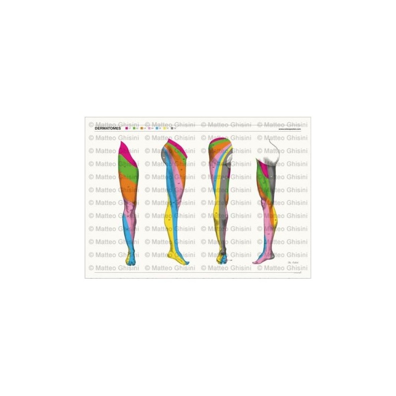 Osteoposter - Dermatomi Gambe