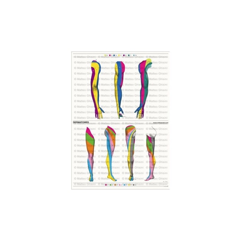 Osteoposter - Dermatomi Braccia e Gambe Verticale