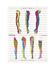 Osteoposter - Dermatomi Braccia e Gambe Verticale
