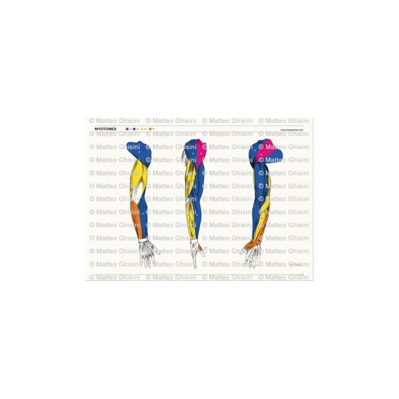 Osteoposter - Miotomi Braccia