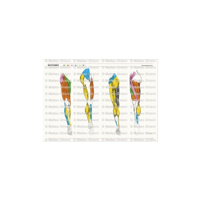Osteoposter - Miotomi Gambe