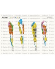 Osteoposter - Miotomi Gambe