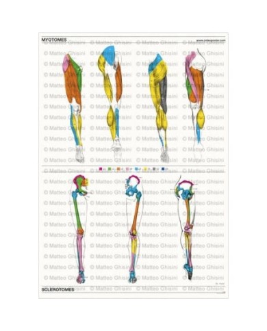 Osteoposter - Miotomi e Sclerotomi Gambe, Verticale