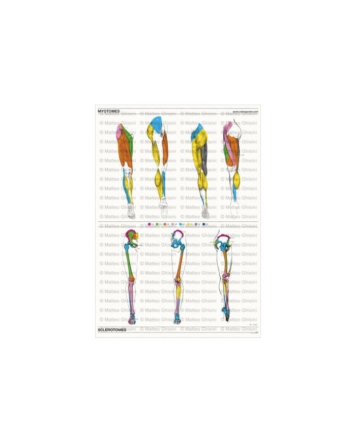 Osteoposter - Miotomi e Sclerotomi Gambe, Verticale
