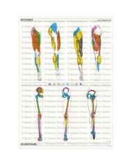 Osteoposter - Miotomi e Sclerotomi Gambe, Verticale
