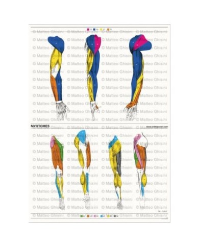 Osteoposter - Miotomi Braccia e  Gambe, Verticale