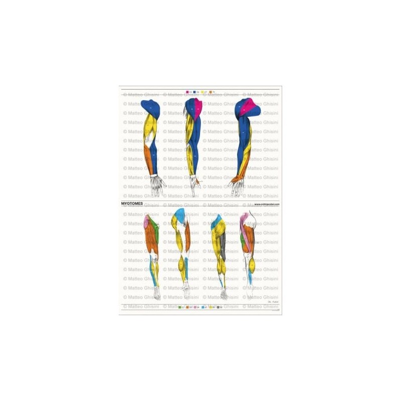 Osteoposter - Miotomi Braccia e  Gambe, Verticale