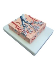 Modello Anatomico di Lobulo Polmonare Erler Zimmer, ingrandito 20 volte G420