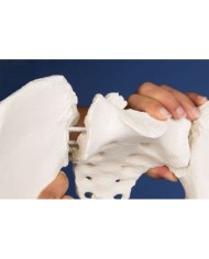 Erler Zimmer, modello anatomico di scheletro del bacino femminile a montaggio elastico 4054G