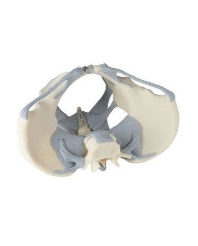 Erler Zimmer, modello anatomico di scheletro del bacino femminile con legamenti 4070L